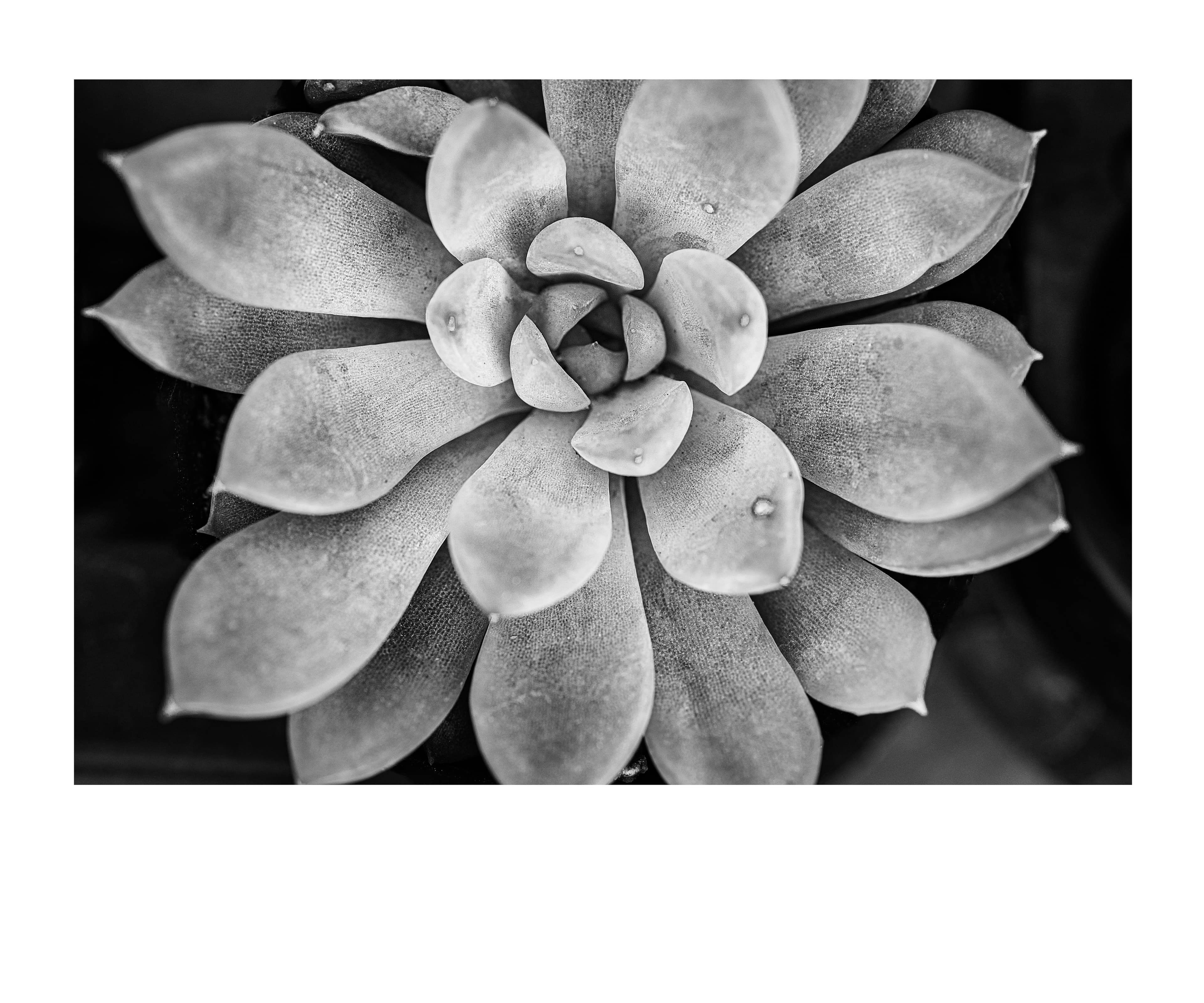 Shadow of His Wing IV