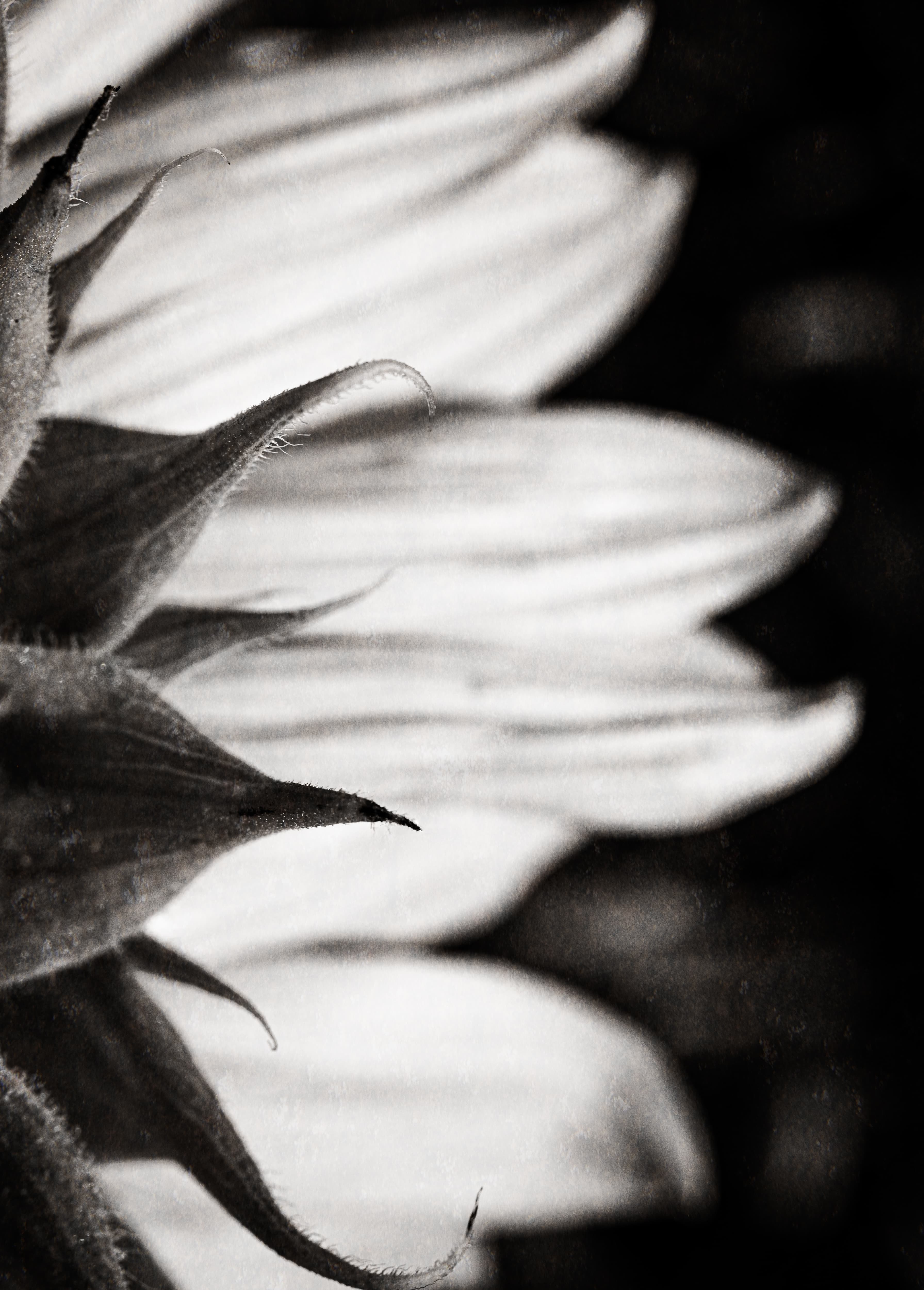 Shadow of His Wing VII