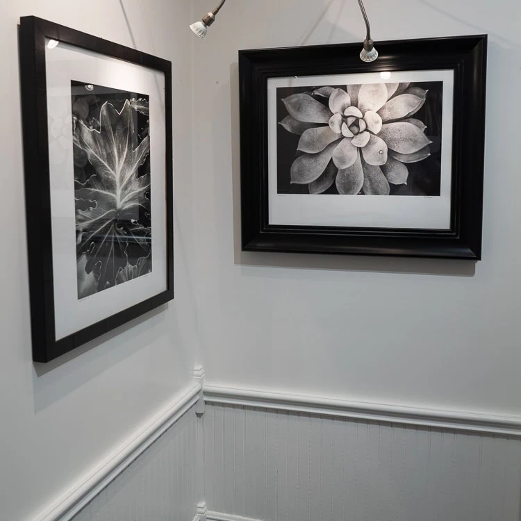 Two black-and-white framed photographs of plants hang on a white wall under spotlights. The photo on the left displays a close-up of a leaf, while the one on the right shows a succulent.